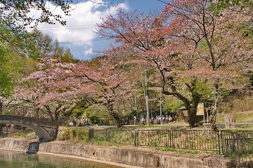 【写真】2013 桜 : 山科疎水/2020-09-19/IMGP9961