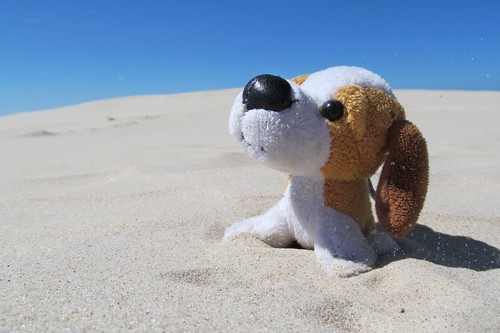 dog toy nationalpark sand dunes poland hero winner łeba słowińskiparknarodowy