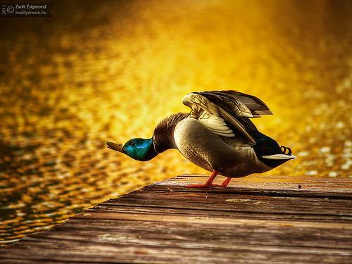 morning sunrise gold duck hdr