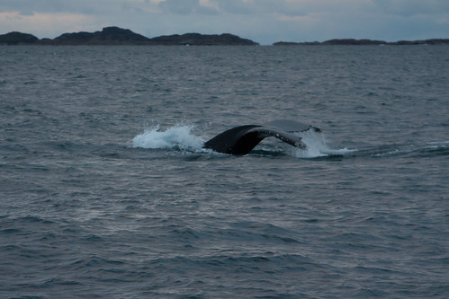 Whale Safari