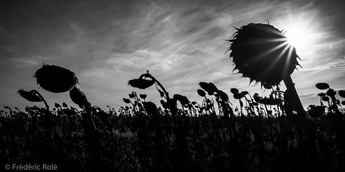 blackandwhite france noiretblanc sunflower tournesol royan barzan poitoucharentes 2013 chambresnoiresfr ©frédéricrolé frédéricrolé