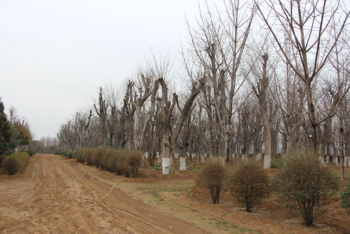 園子裡藏有大量非法盜採得來古樹，數量達上千株，彭保紅說這只是鄭州市內的百分之一。（圖：林吉洋）