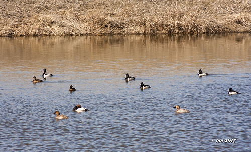 geocaching southdakota birds ducks water ringneck