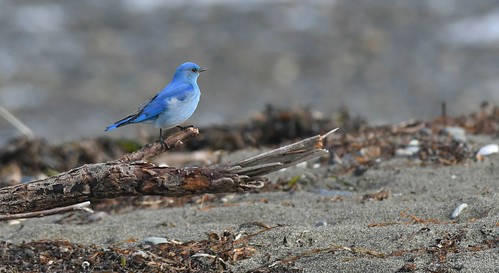 sialiacurrucoides mountainbluebird male bluebird centennialbeach boundarybay deltabc canada beach birds