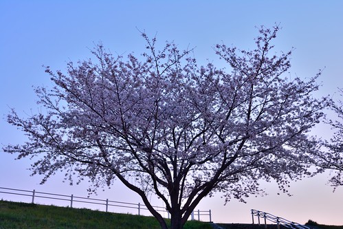 tokyo japan dawn sunrise spring d7100 nikon nikond7100 trees sakura arakawa river riverbank cherryblossom