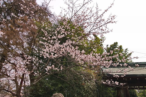 【写真】2013 桜 : 大石神社/2021-10-05/IMGP9016