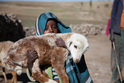 A child holds a newly born family lamb