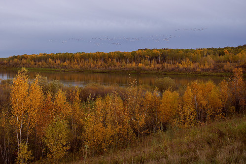 autumn flying geese nikon day cloudy south d800
