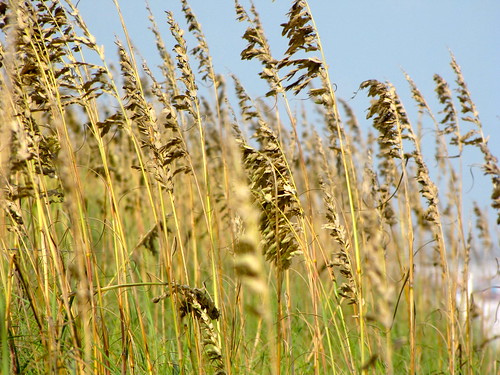 sea vacation plants plant beach grass coast south north creative northcarolina commons east cc creativecommons carolina grasses southeast oats oat seaoats grassy seaoat