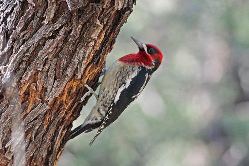 arizona woodpecker birding sapsucker maderacanyon picidae