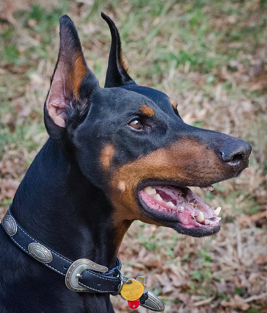 Ear Cropping | Doberman Forum : Doberman Breed Dog Forums