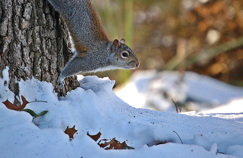winter snow cold nature nuts squirl defindersofwildlife
