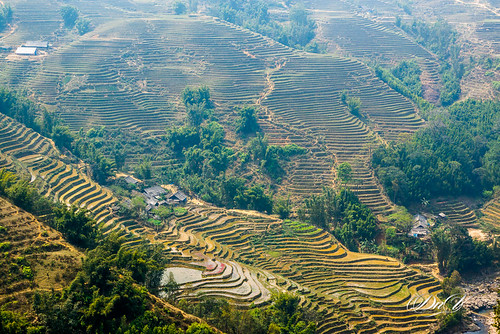 travel rice terrace sony hills vietnam sapa laocai dnvphoto