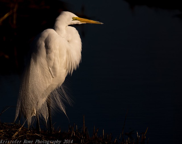 Early Morning Great Egret
