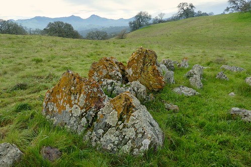 grassland lichen rock