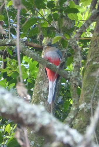 africa uganda bwindiimpenetrableforestnationalpark birds aves trogon narinatrogon apalodermanarina lifer lifebird