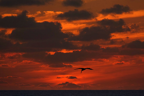 sunset clouds sea red pelican bird silhouette cuba