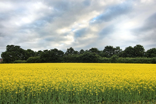 cloud flower tree green field lines yellow stalk rapeseed peacepromotion peacesecondchance