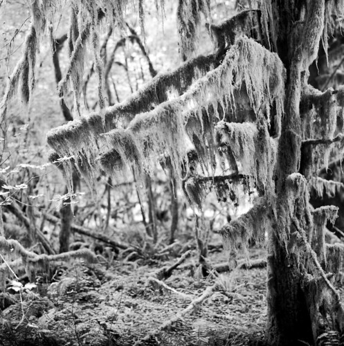 tree film mediumformat washington hoh olympicpeninsula 500c hp5 olympics washingtonstate olympicnationalpark ilford hohrainforest hasselbald treetuesday