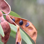 Acacia koa seed