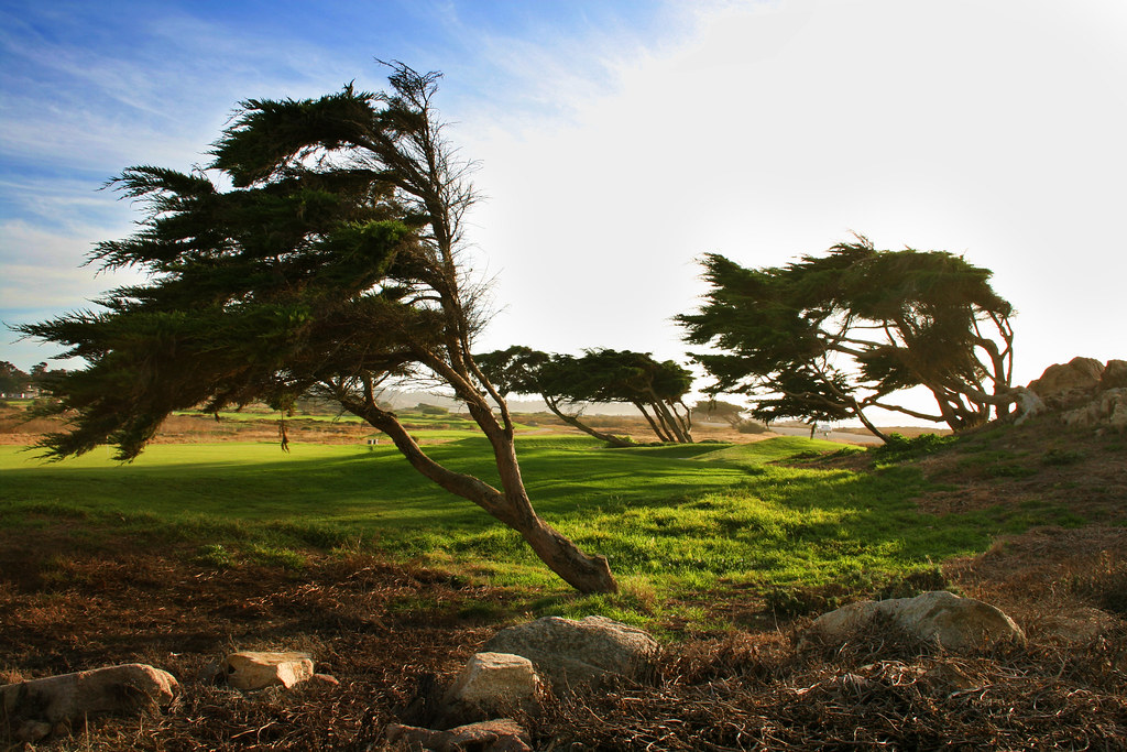 Wind Swept Cypress