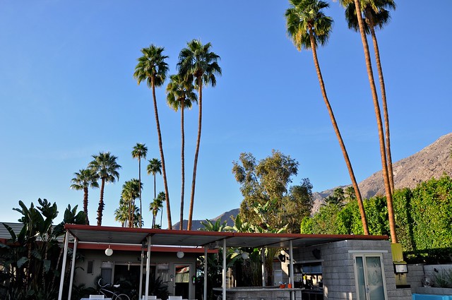 Palm Springs Orbit In - Palm Trees