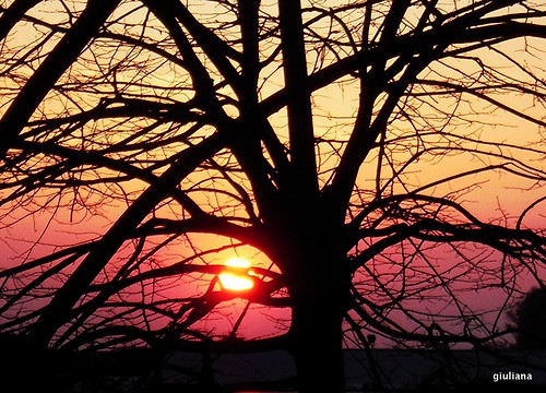 light sunset sky sun tree tramonto cielo sole albero luce nikoncoolpixs610