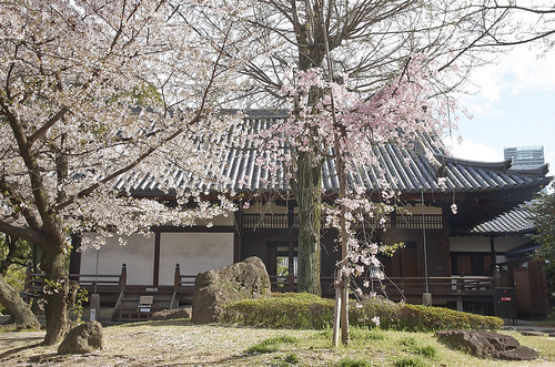 【写真】2014 桜 : 四天王寺/2021-03-19/IMGP5840