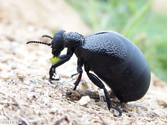 

Oil beetles; soft-bodied, elytra short, exude fluid when disturbed