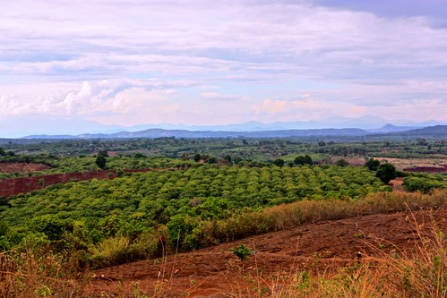 Landscape of Northern Cambodia, this time wiht a tree farm