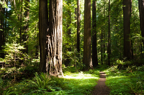 california trees forest nikon unitedstates redwood orick d5000