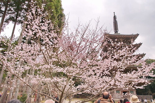 【写真】2013 桜 : 醍醐寺/2021-10-20/IMGP9073