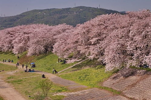 【写真】2013 桜 : 背割堤/2020-03-23/IMGP9655