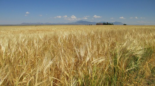 landscapes montana mt wheat greatplains cascadecounty