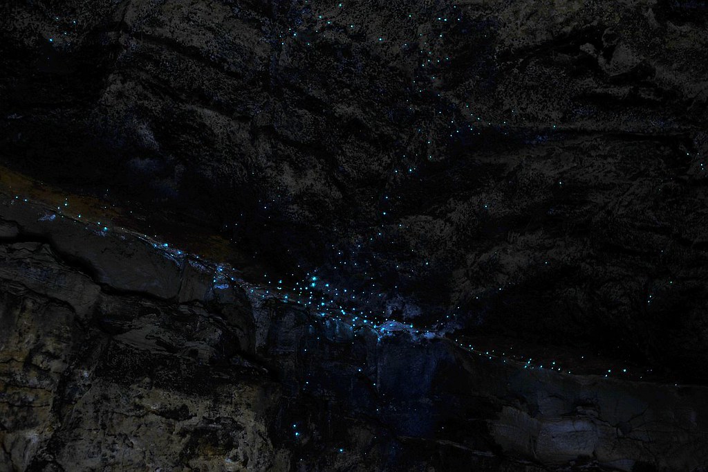 Newnes Glow Worm Tunnel - Blue Mountains