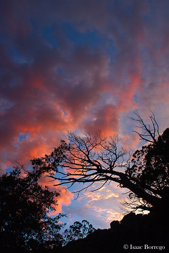 pink sunset sky newmexico tree silhouette clouds gilawilderness jordanhotsprings canonrebelxsi