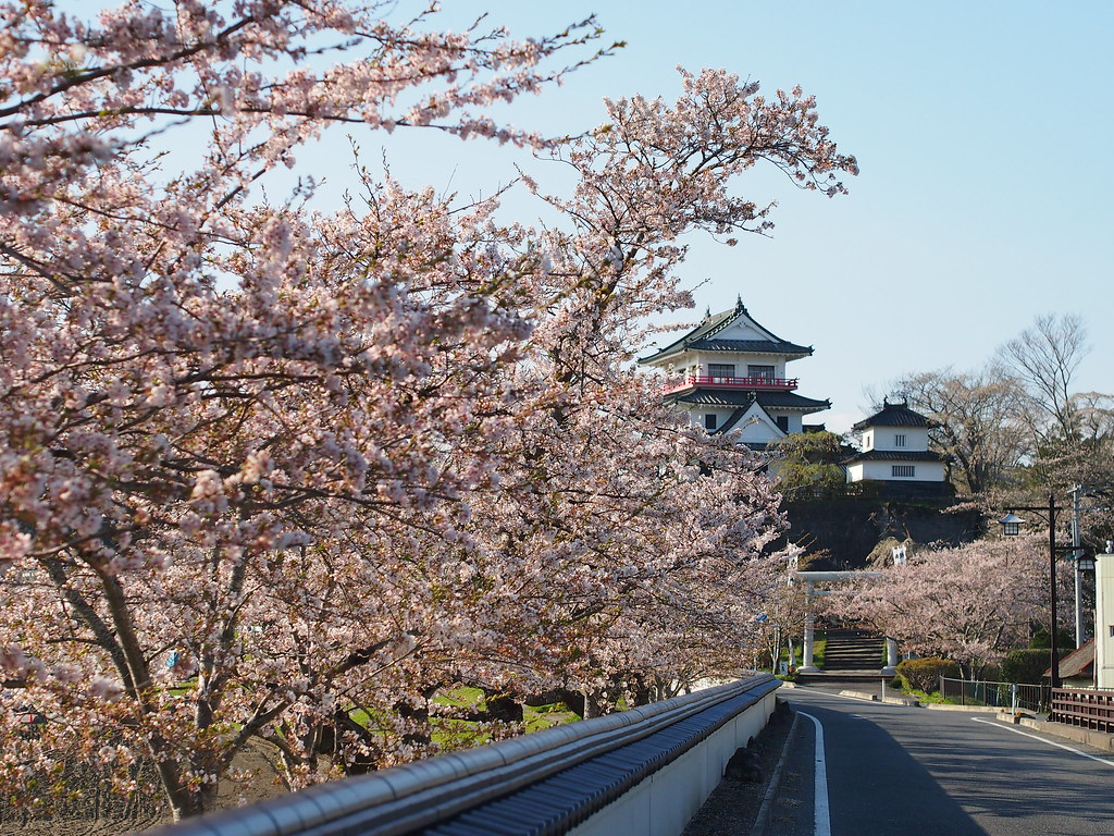 Cherryblossom in Shiroyama Park