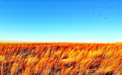 sky nature birds landscape kansas prairie