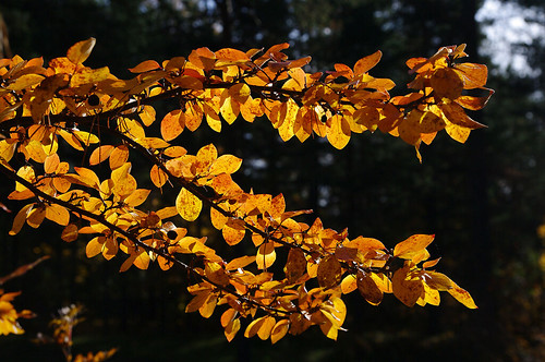 autumn tallinn estonia pentax eesti sügis k7 mustamäe värviline pentaxk7 värvilinesügis