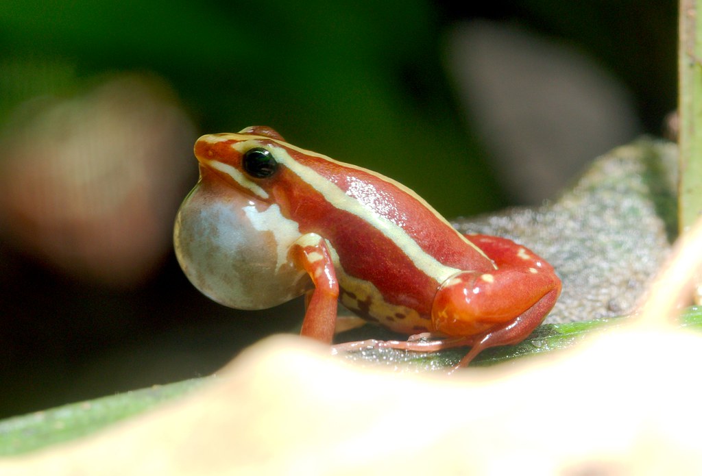 Phantasmal Poison Dart Frog (Epipedobates tricolor)_2