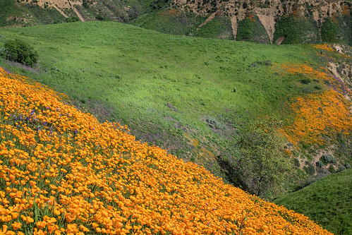 poppy landscape flowes flower orange chinohills