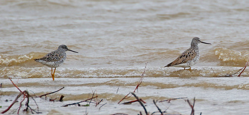 greateryellowlegs tringamelanaleuca shorebirds