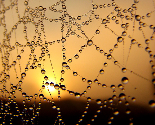 phunnyfotos vic victoria canonpowershots2is canon canonpowershot gippsland spiderwebs web webs dew droplets sunrise sun morning autumn dawn macro fog foggy water