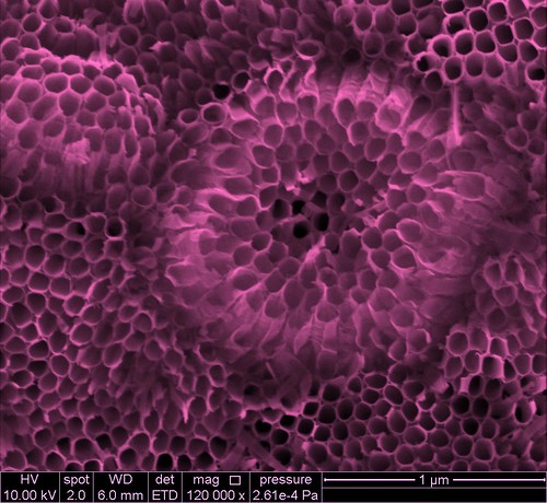 fei microscopy magnification nanotechnology electronmicroscope nanoimage feicompany microscopyimage quantafamily feiimagecontest