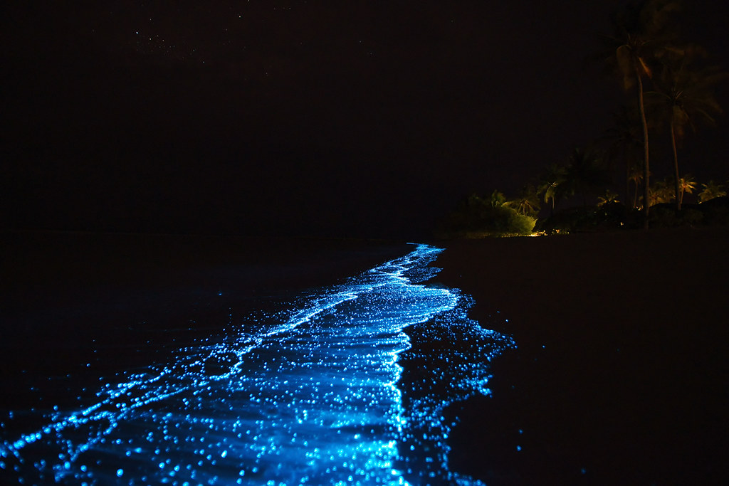 plankton bioluminescence maldives kuredu