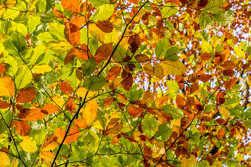 autumn trees forest canon landscape croatia dslr hrvatska tomislav digitalni 60d slavonskibrod originalni canoneos60d lacic lačić