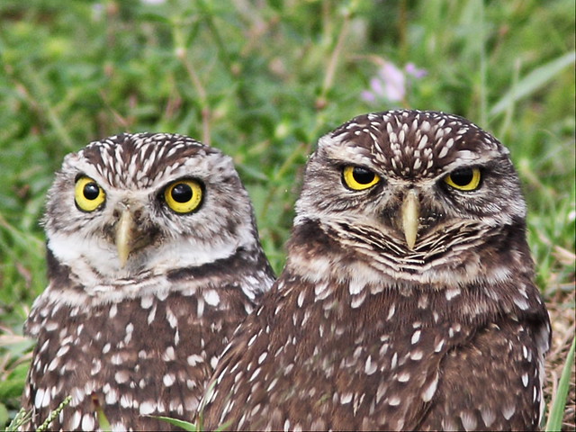Burrowing Owl pair portrait 20131114