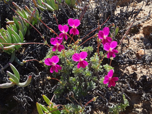 Pelargonium sericifolium