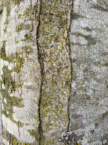 Tree Bark Abstract