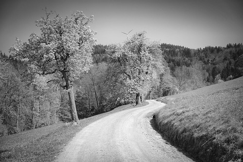 hike path trees leading rosskopf mountain freiburg landscape blackwhite bw monochrome nikond7100 sigma1750 f28 outdoors